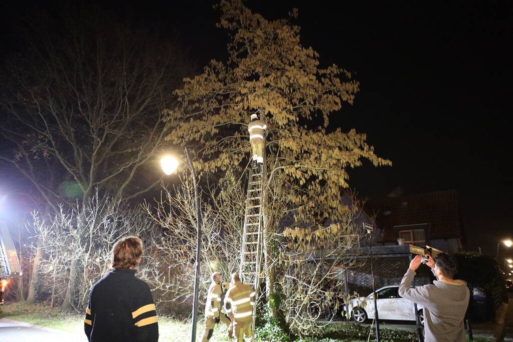 Brandweer redt kat uit boom
