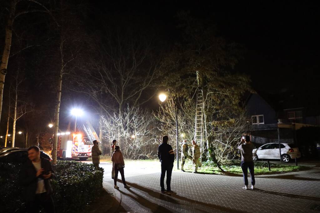 Brandweer redt kat uit boom