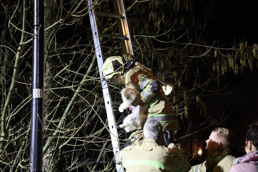 Brandweer redt kat uit boom