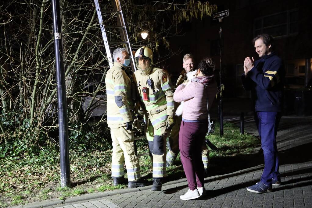 Brandweer redt kat uit boom