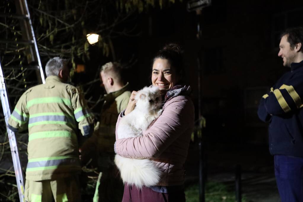 Brandweer redt kat uit boom