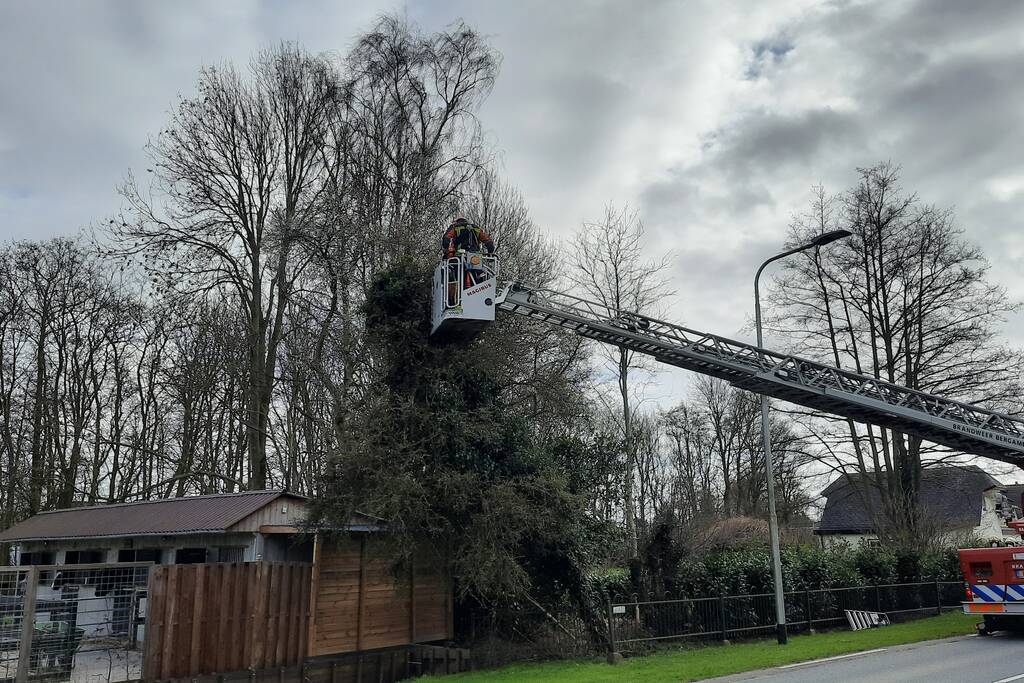 Boom omgewaaid door storm