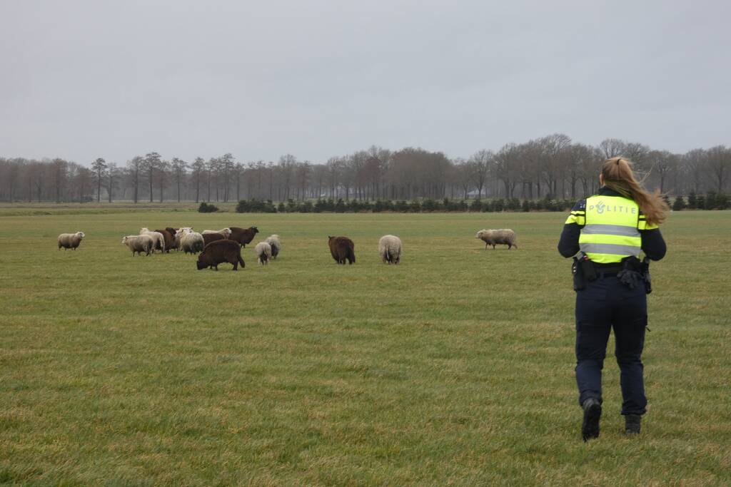 Kudde schapen breken los door omgewaaid hekwerk