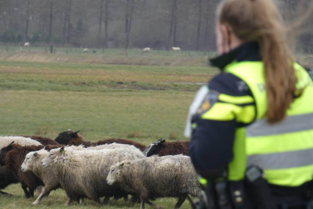 Kudde schapen breken los door omgewaaid hekwerk