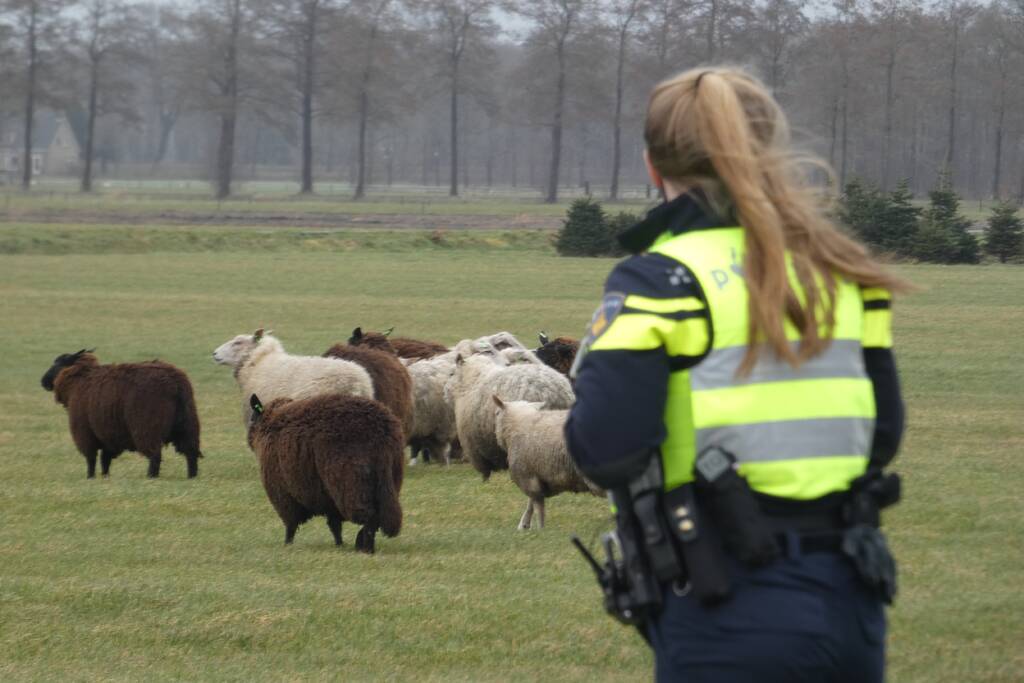 Kudde schapen breken los door omgewaaid hekwerk