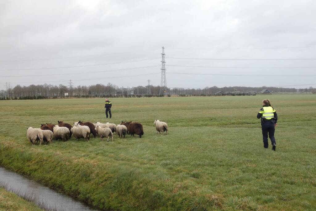 Kudde schapen breken los door omgewaaid hekwerk