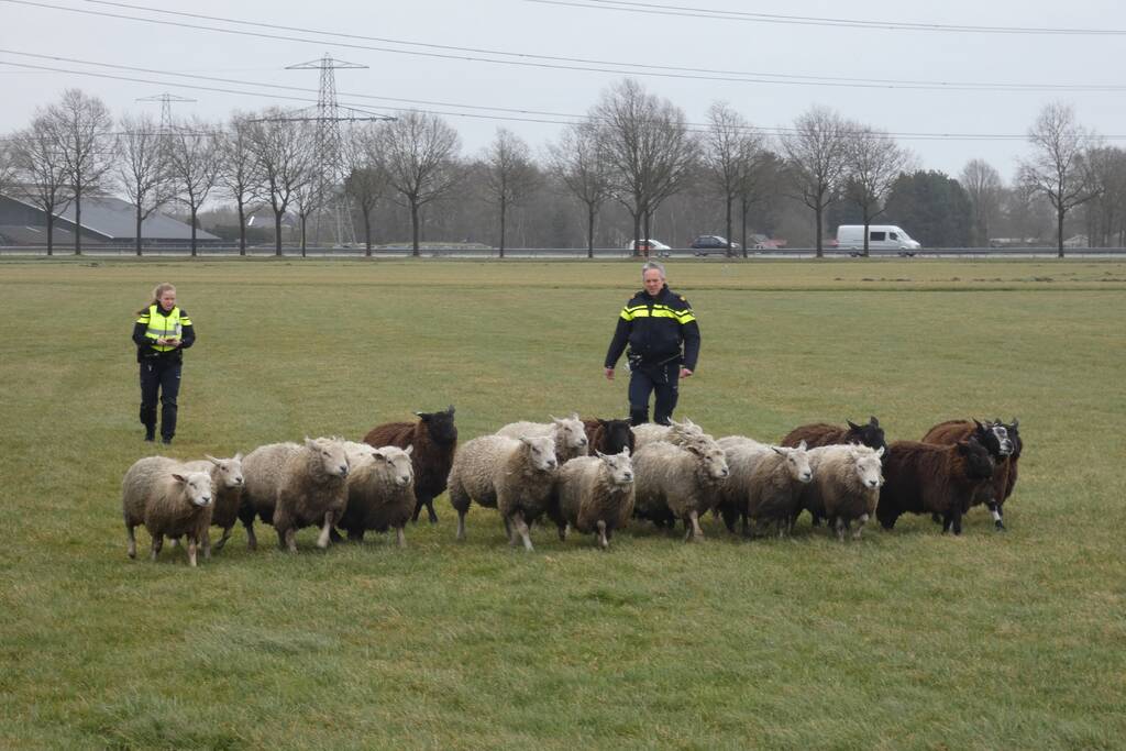 Kudde schapen breken los door omgewaaid hekwerk