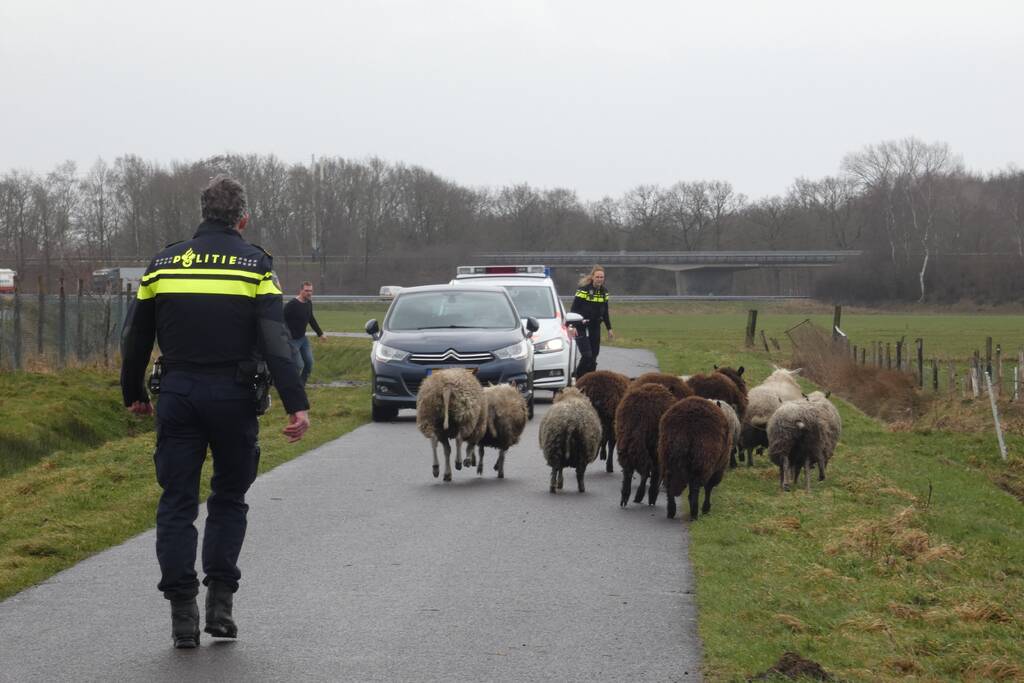 Kudde schapen breken los door omgewaaid hekwerk