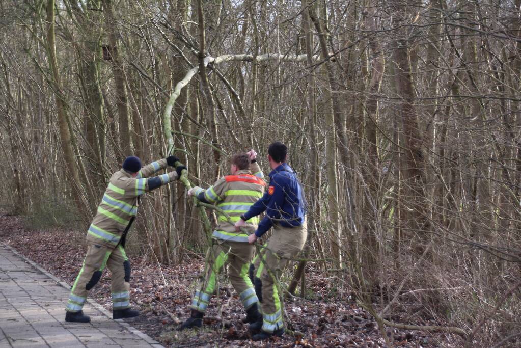 Gevaarlijk hangende tak over fietspad verwijderd