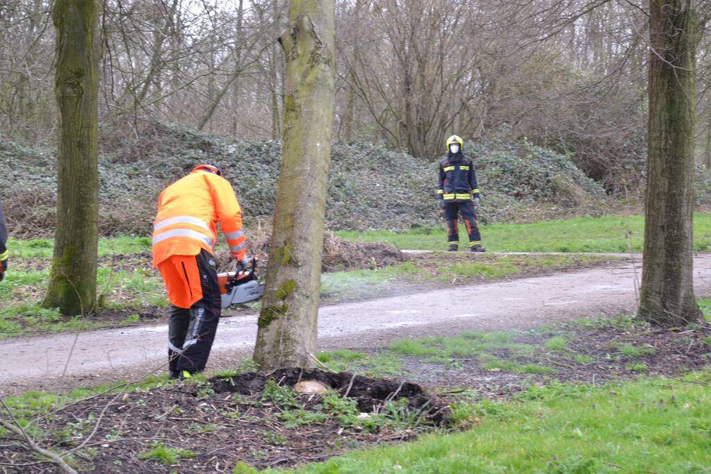 Gevaarlijke boom vakkundig ingehaald
