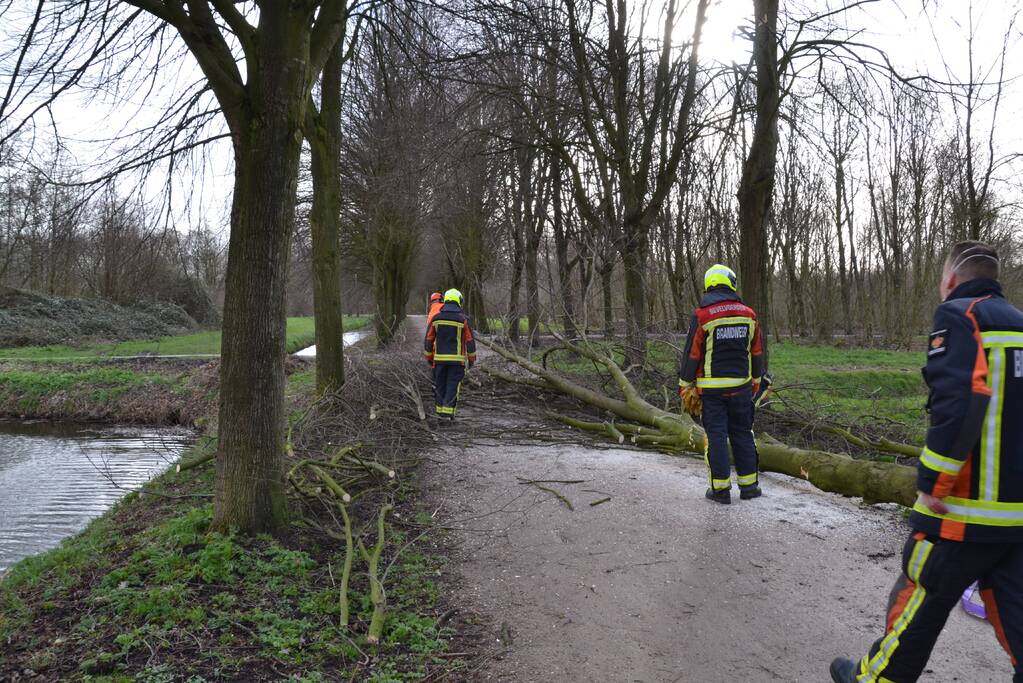 Gevaarlijke boom vakkundig ingehaald