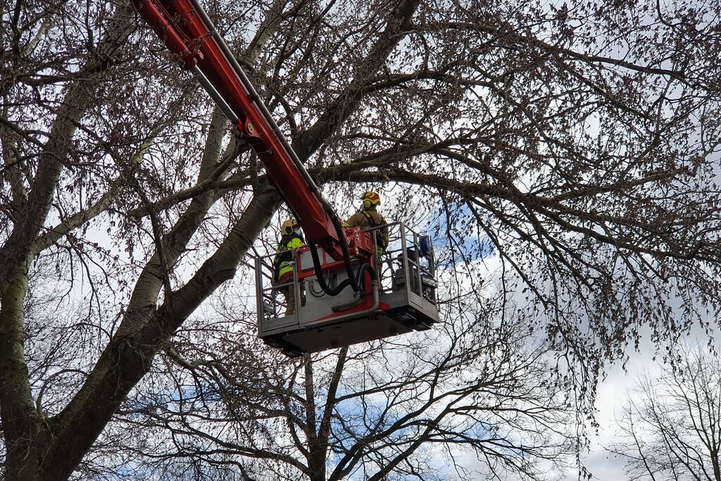 Brandweer zaagt gevaarlijk hangende tak uit boom