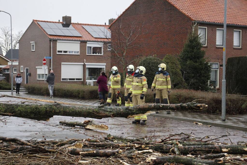 Grote boom valt over weg