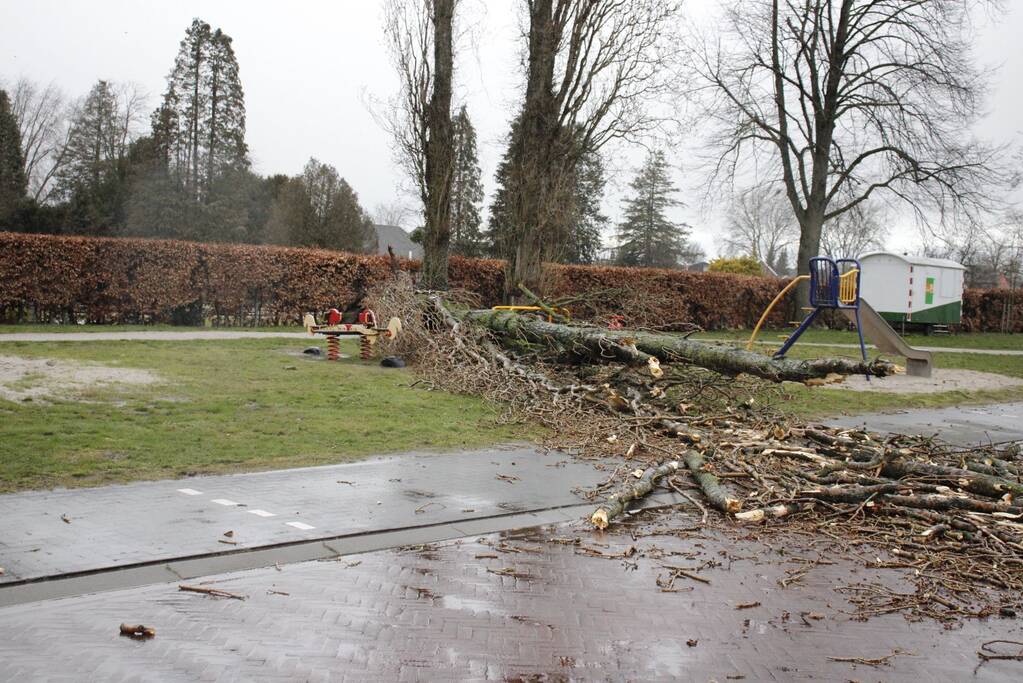 Grote boom valt over weg