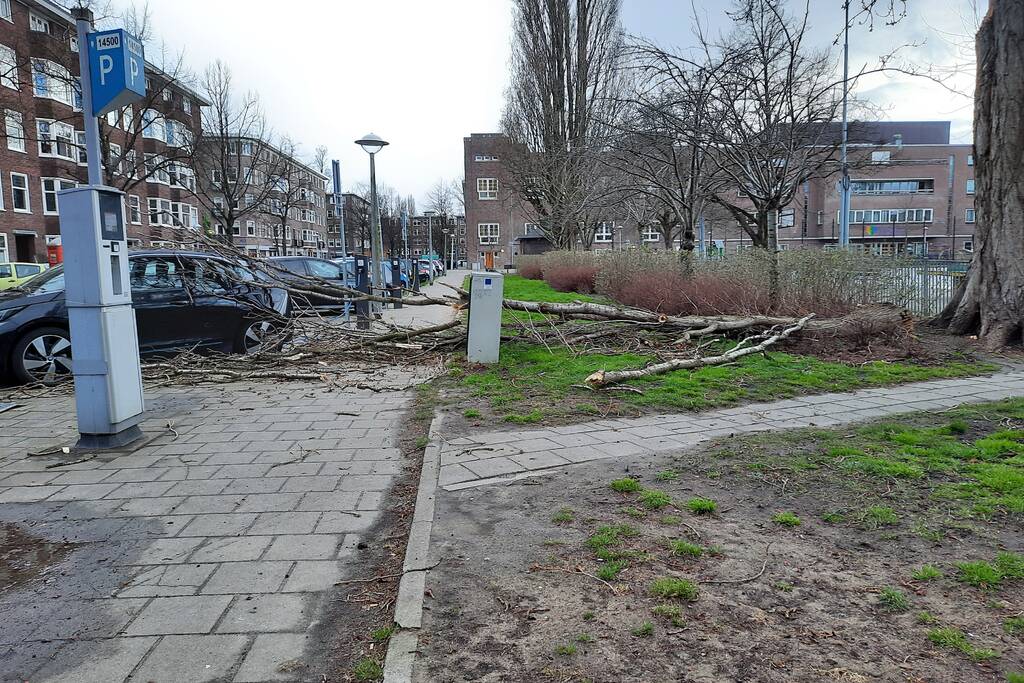 Grote tak breekt af en valt op auto