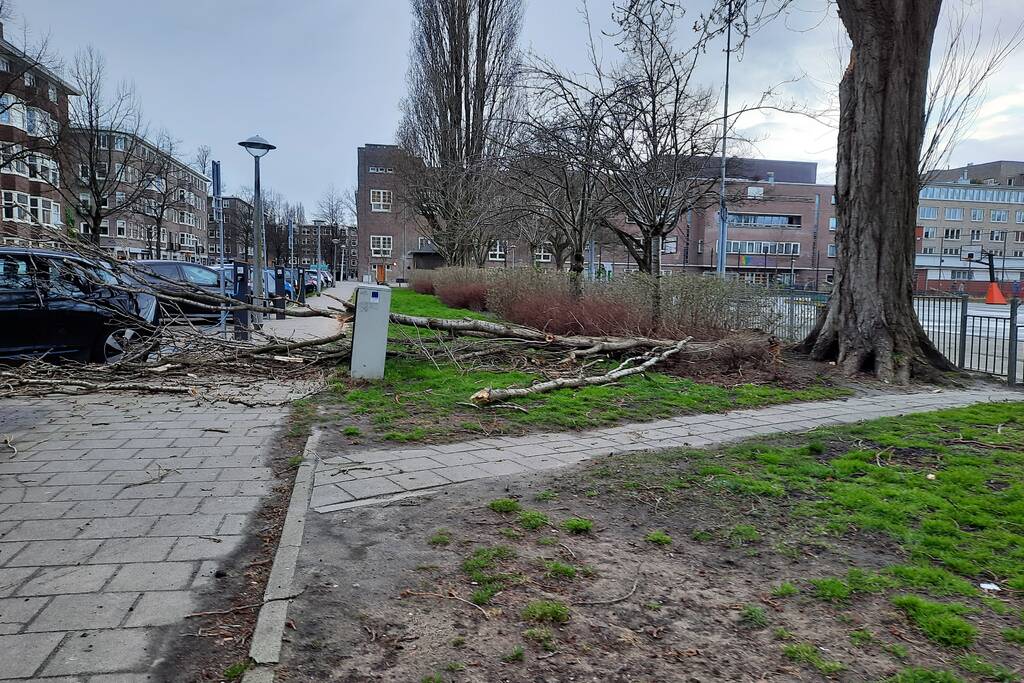 Grote tak breekt af en valt op auto