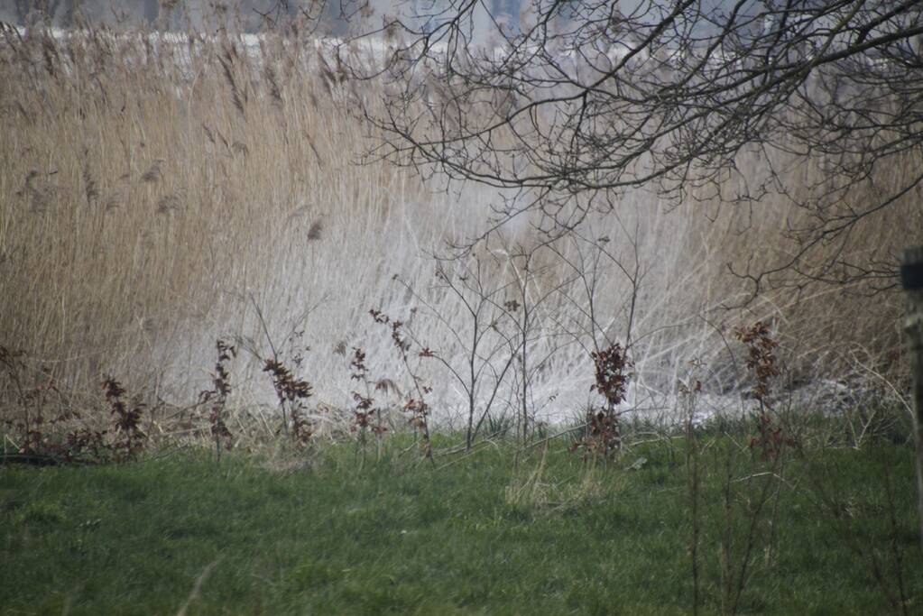 Stuk riet Meridiaanpark in brand
