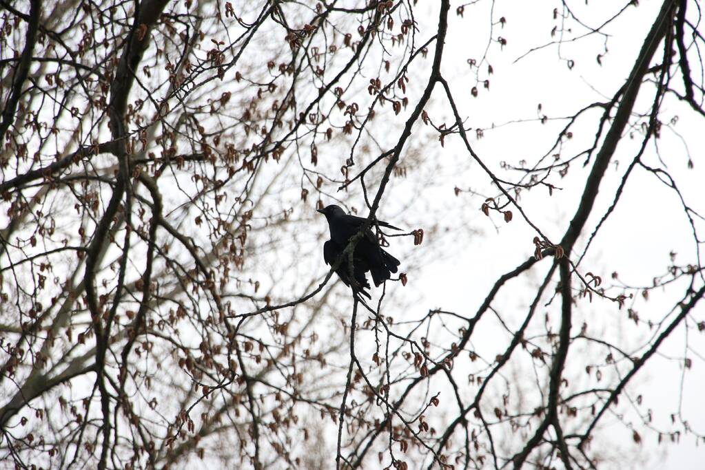 Kauw zit vast in boom