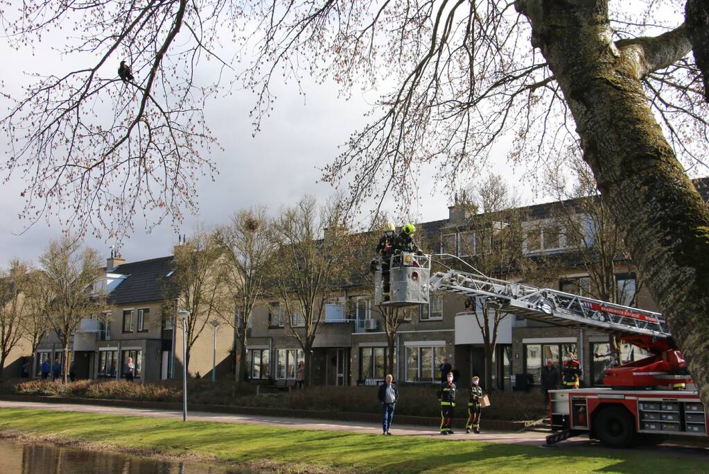 Kauw zit vast in boom