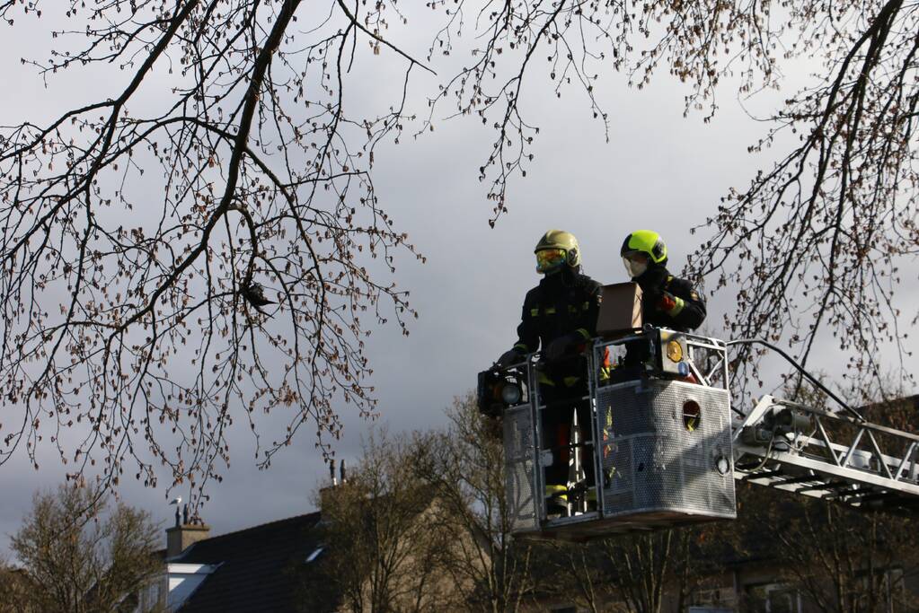 Kauw zit vast in boom