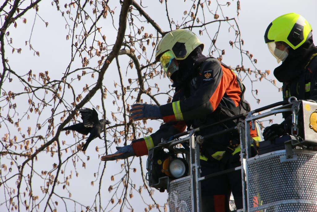 Kauw zit vast in boom