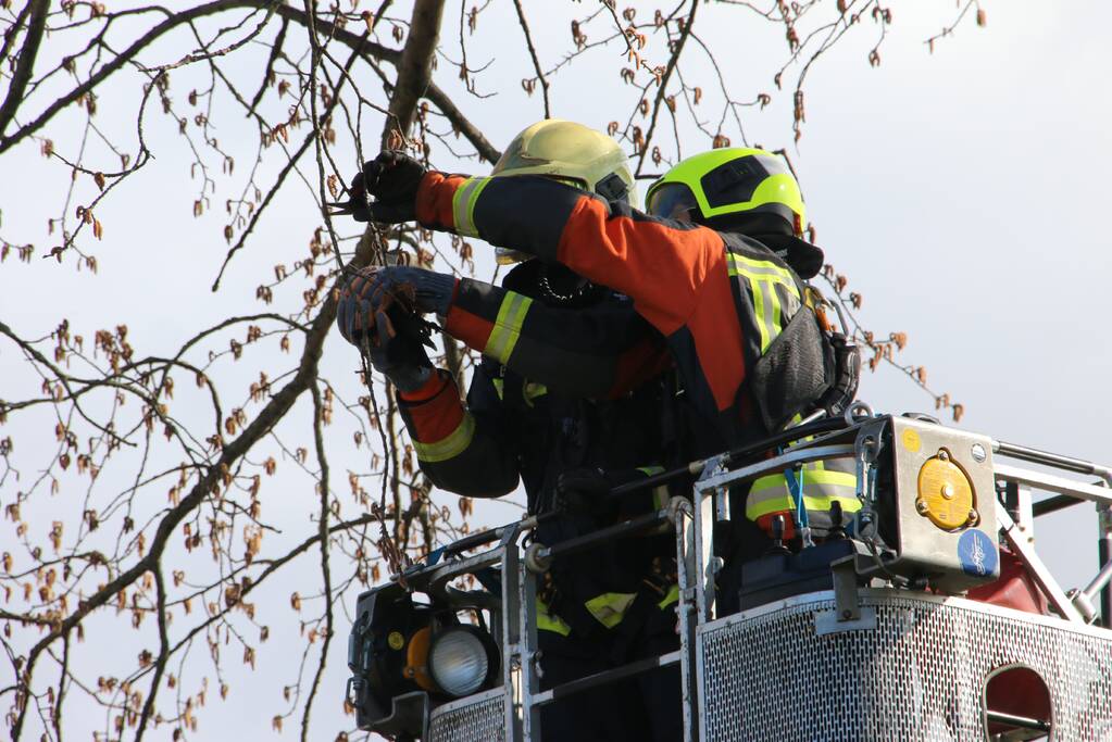 Kauw zit vast in boom