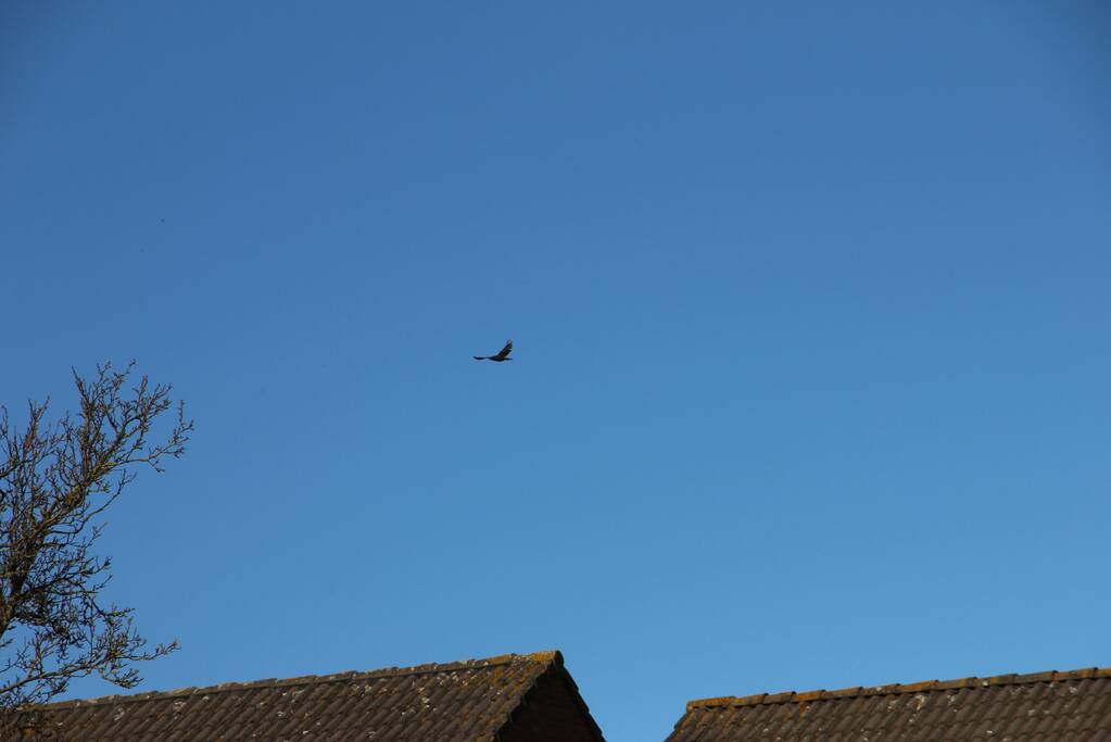 Kauw zit vast in boom