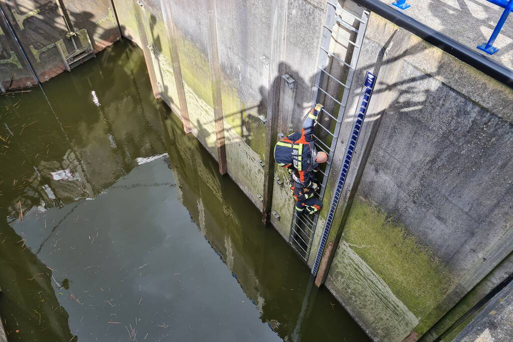 Brandweervrouw haalt kat uit sluistrap