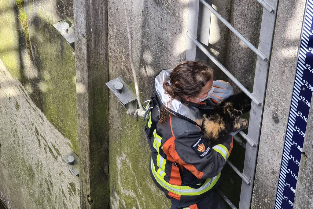 Brandweervrouw haalt kat uit sluistrap
