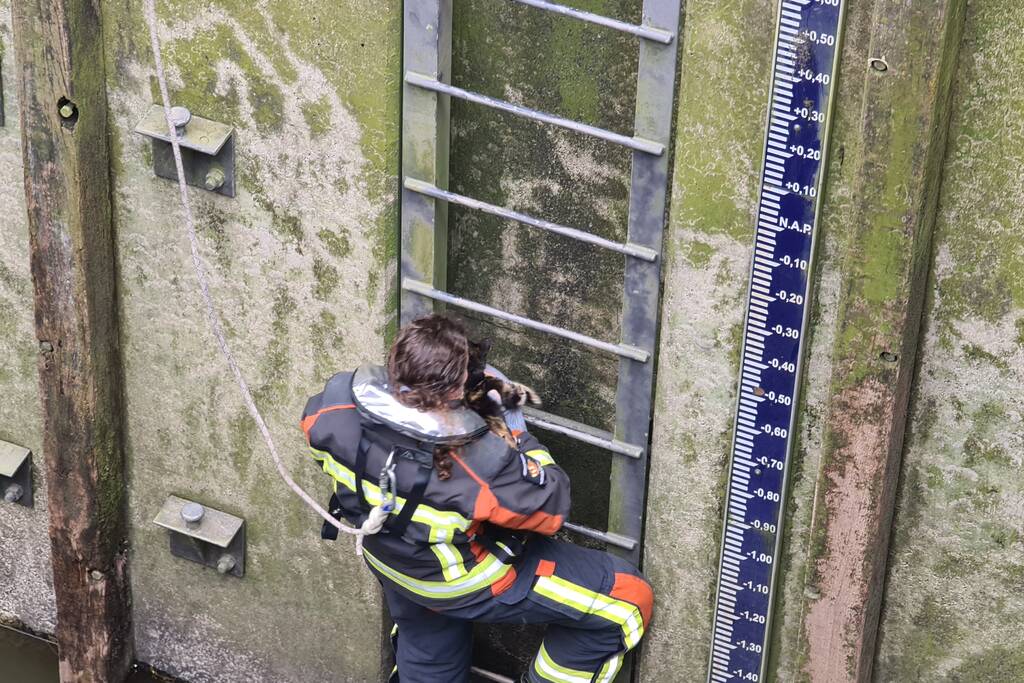 Brandweervrouw haalt kat uit sluistrap