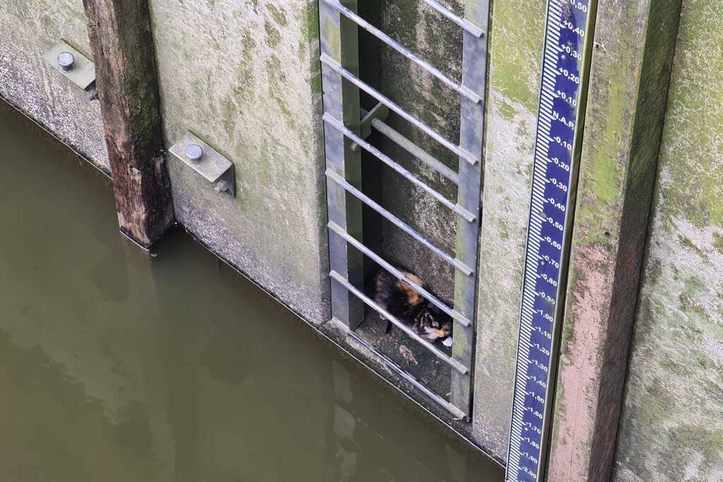 Brandweervrouw haalt kat uit sluistrap