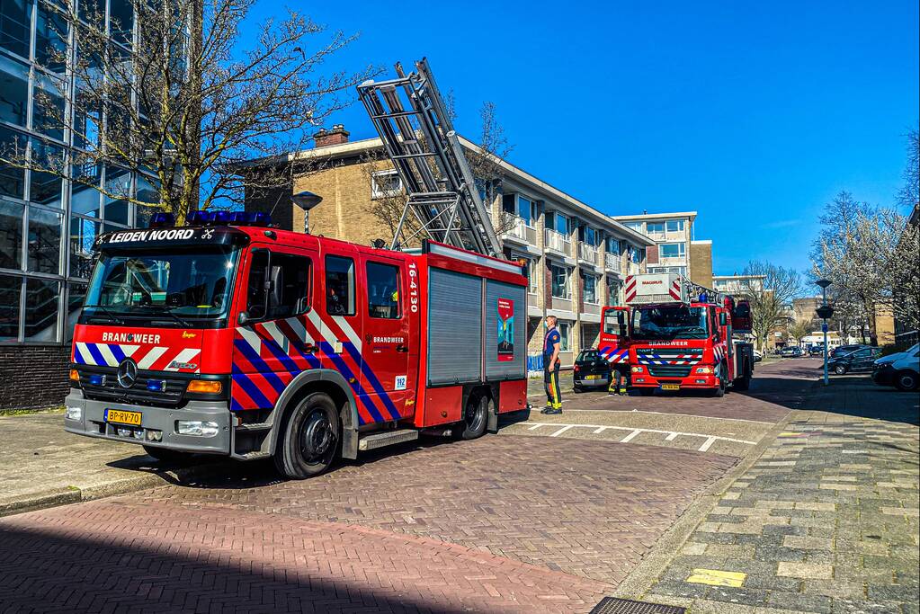 Kat door brandweer uit boom gehaald