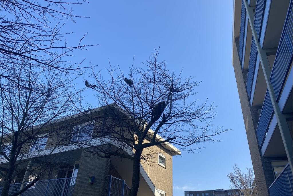 Kat door brandweer uit boom gehaald