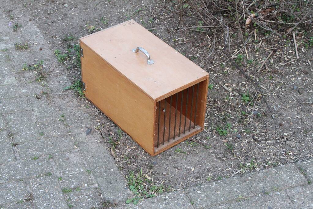 Vogel vast in schoorsteen