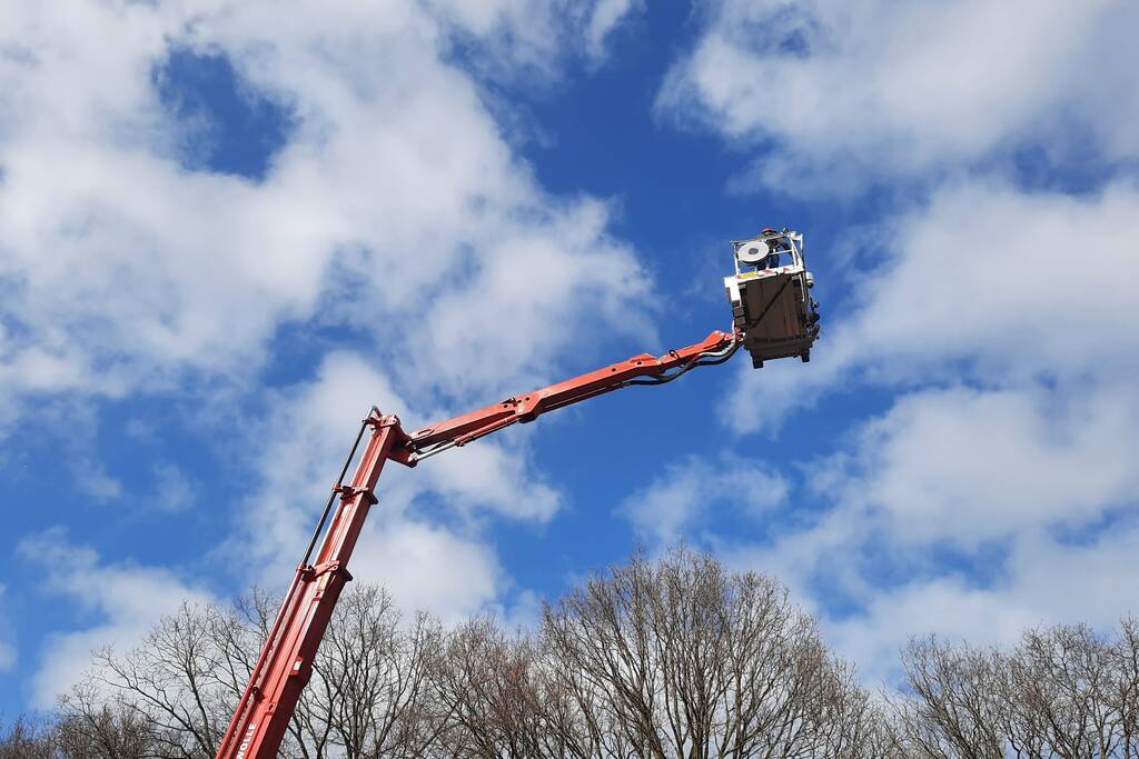 Twee ara's uit boom gered