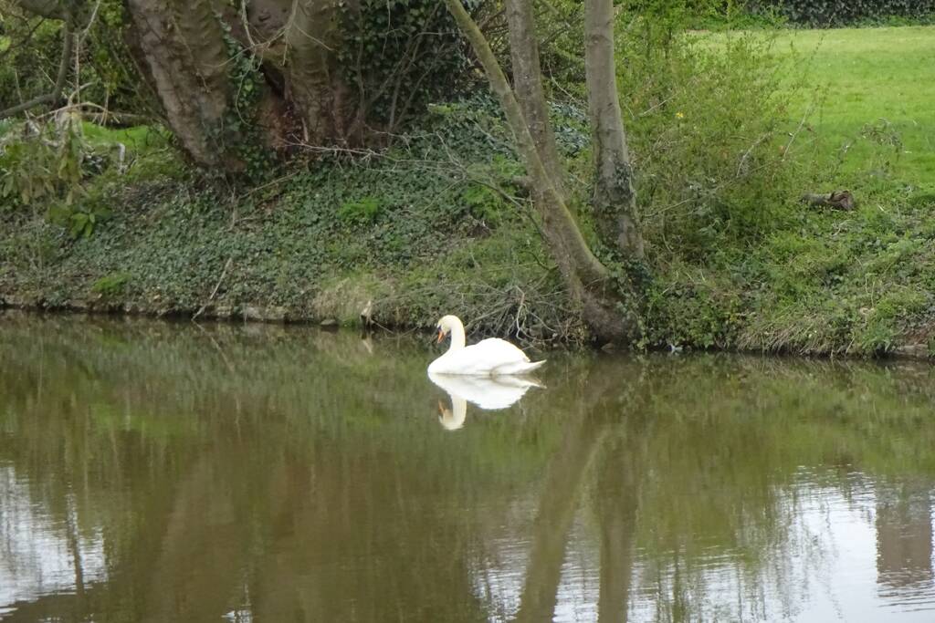 Reddingsactie voor zwaan met visdraad