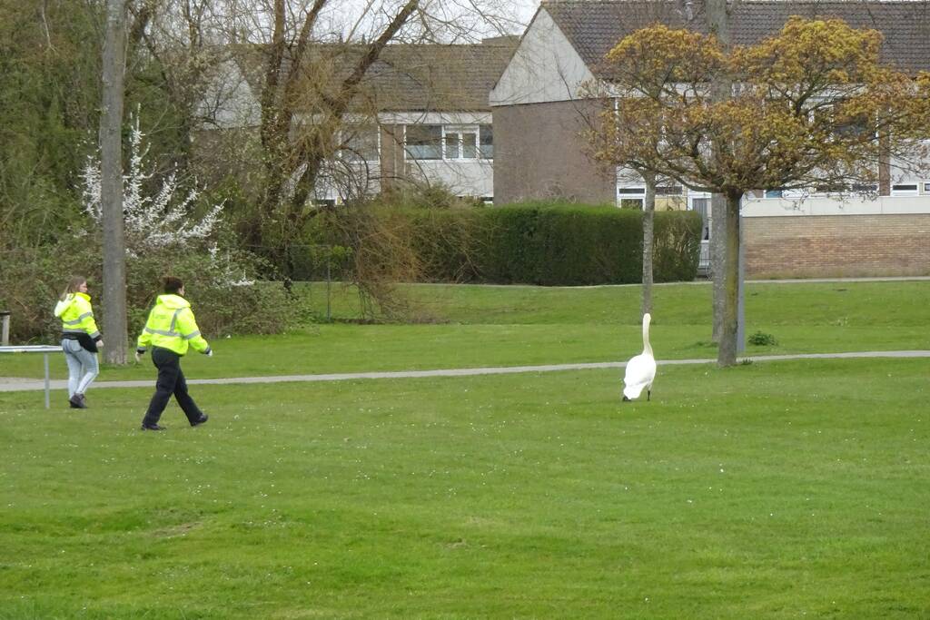 Reddingsactie voor zwaan met visdraad