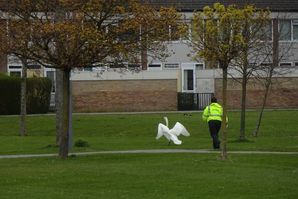 Reddingsactie voor zwaan met visdraad