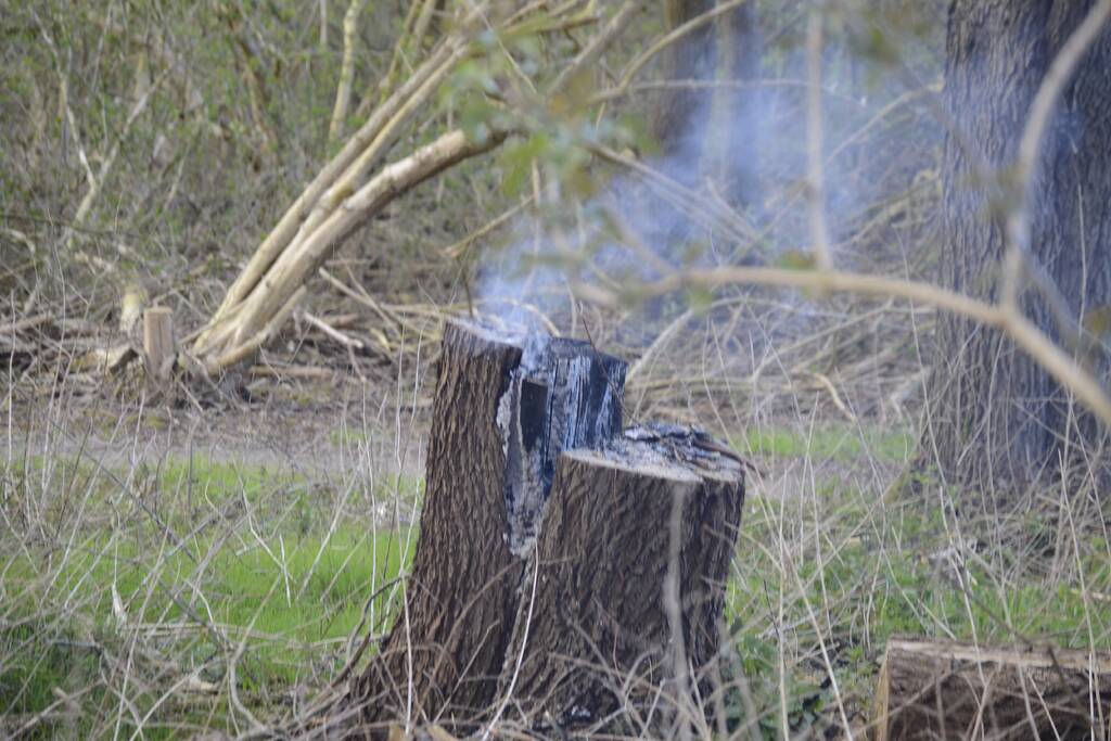 Brand in afgezaagde boom