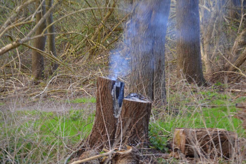 Brand in afgezaagde boom