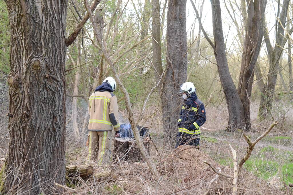 Brand in afgezaagde boom