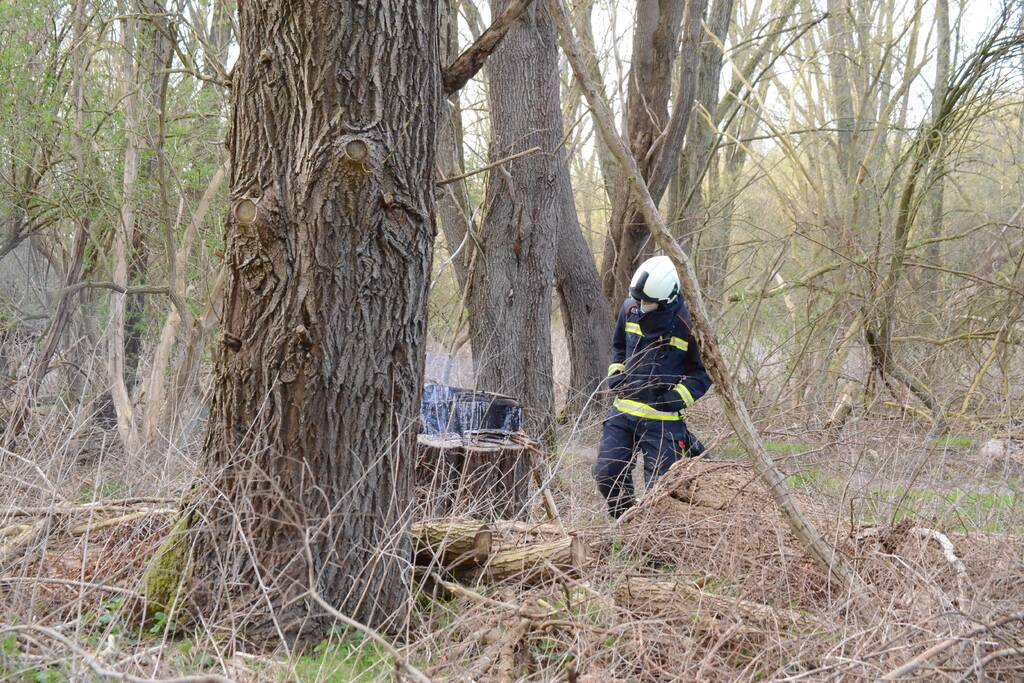 Brand in afgezaagde boom
