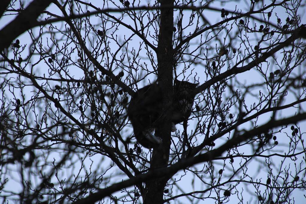 Brandweer haalt kat uit de boom