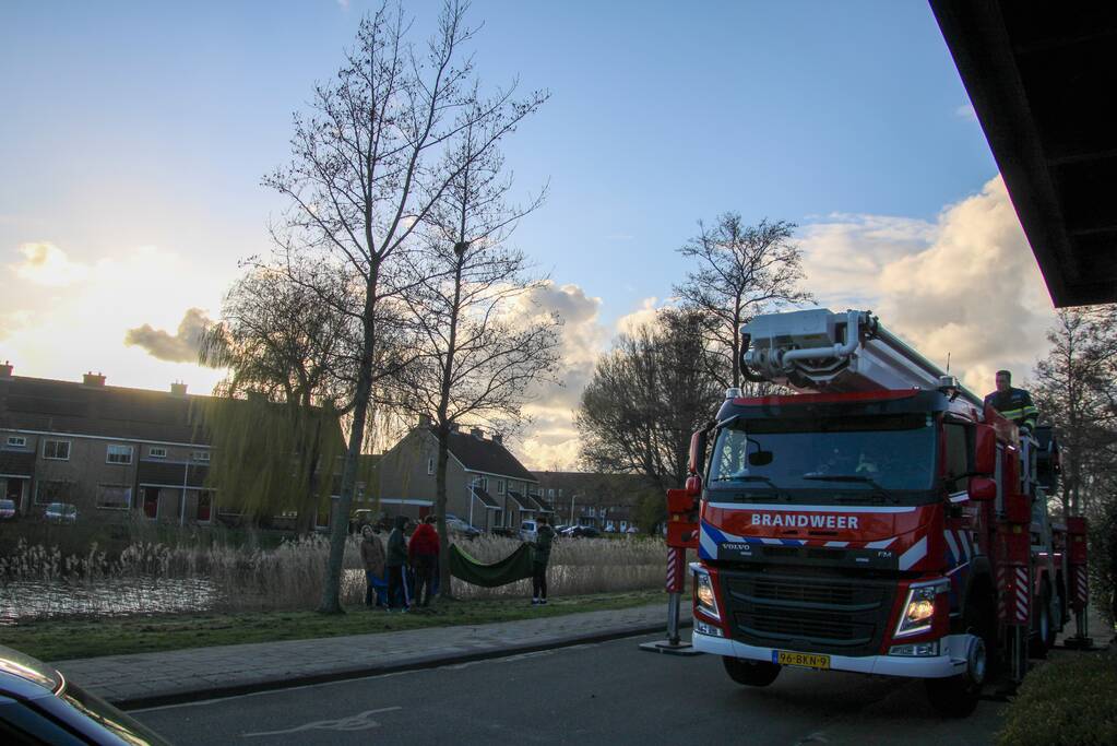 Brandweer haalt kat uit de boom