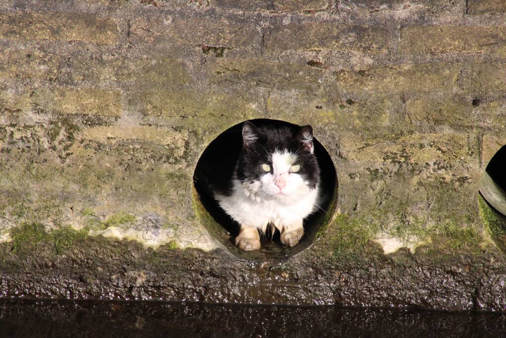 Brandweer doet reddingsactie voor kat in riool