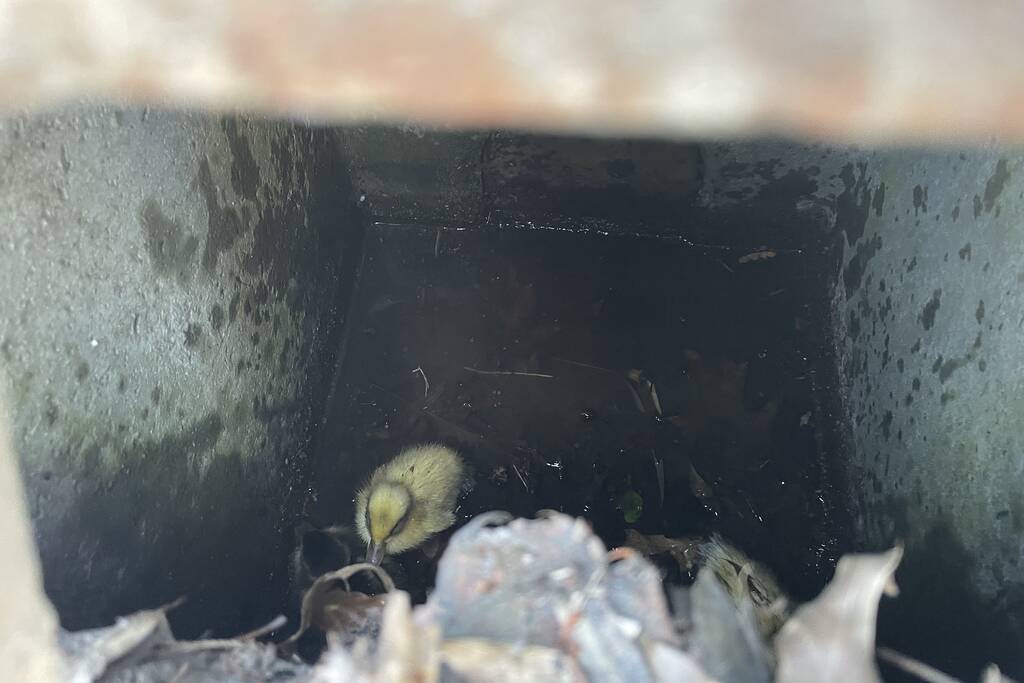 Jonge eendjes in put gevallen