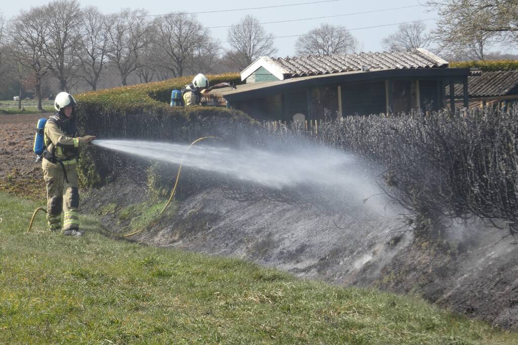 Coniferenhaag in brand