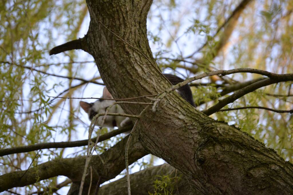 Kat vlucht boom in na beet van hond