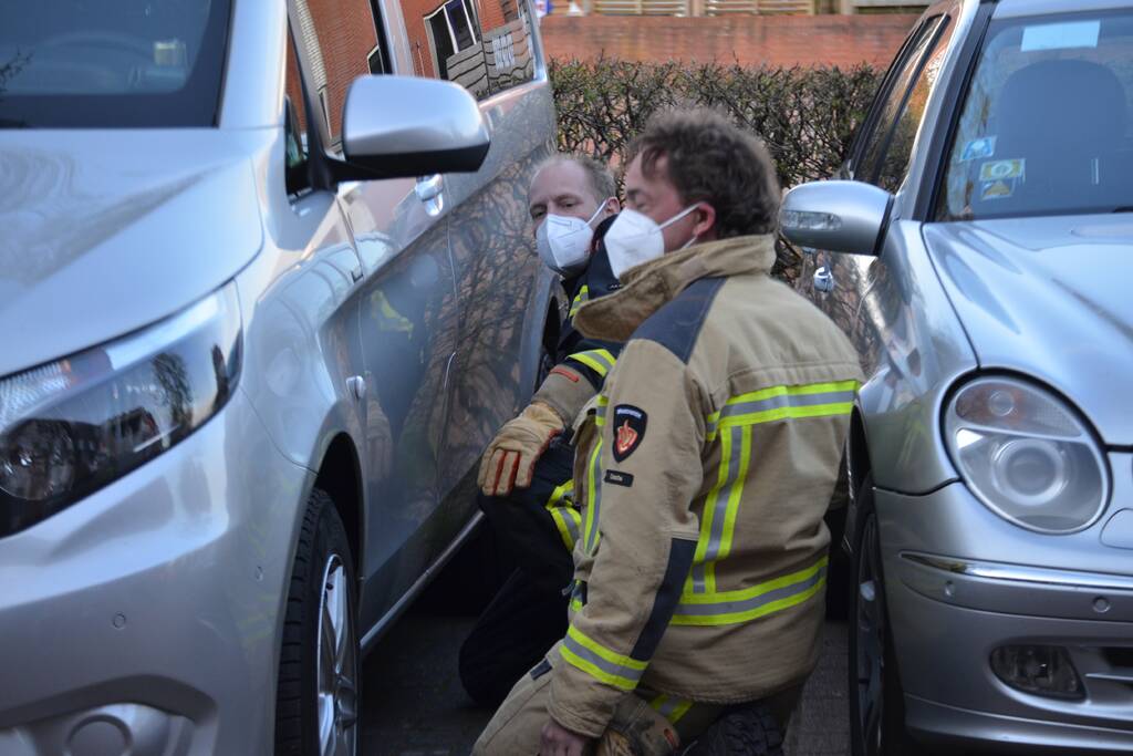 Kat vlucht boom in na beet van hond