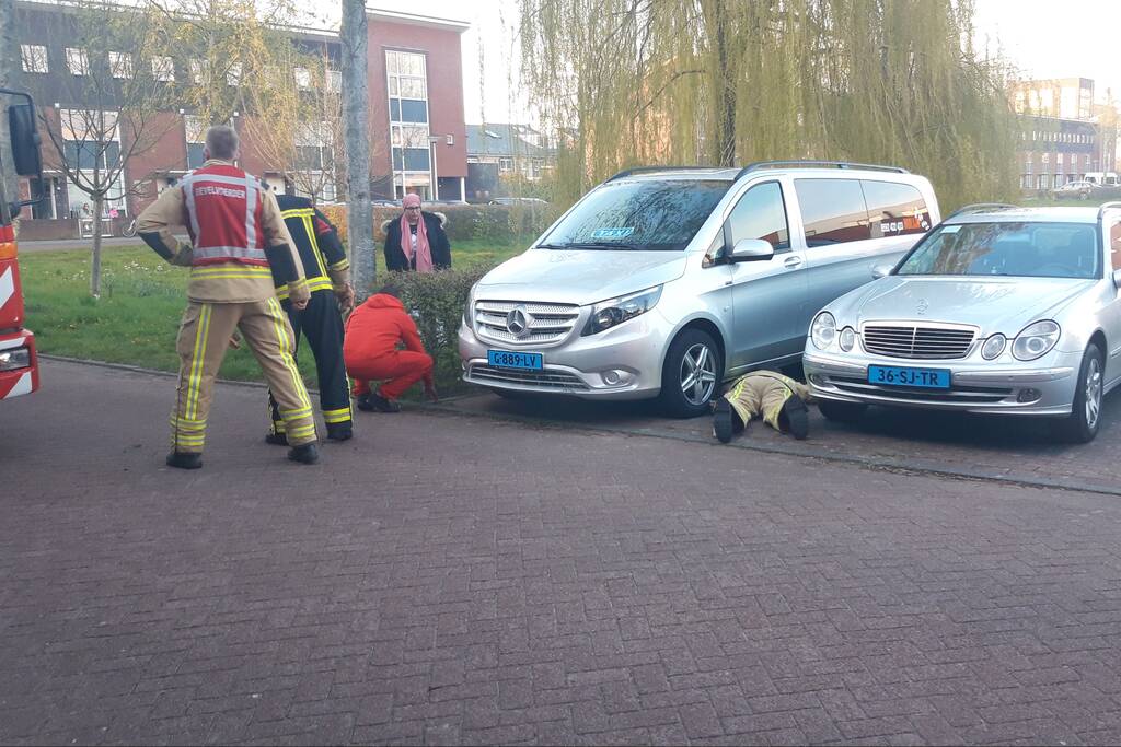 Kat vlucht boom in na beet van hond